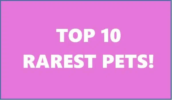 10 Rarest Pets in Adopt Me! 
